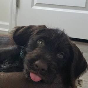 Meet your Posher, Harry